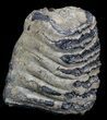 Partial Fossil Palaeoloxodon Molar #35942-2